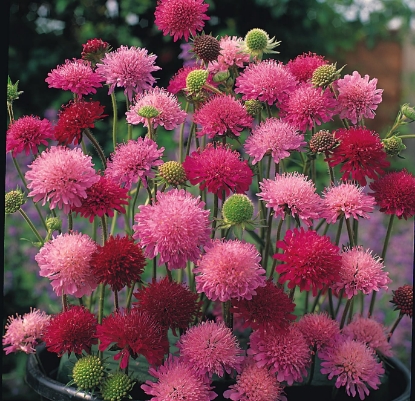 Picture of Knautia - Melton Pastels